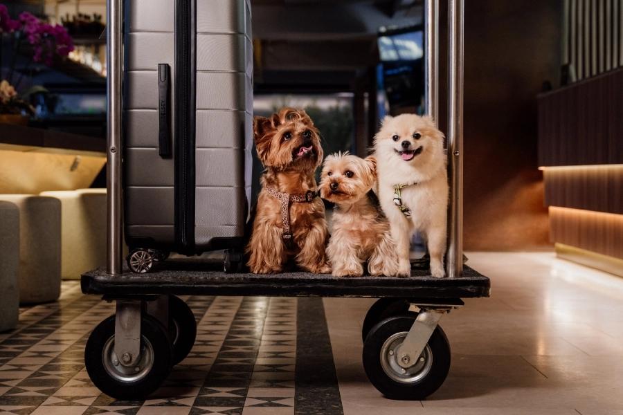 Pet friendly  ESTELAR La Fontana Colombia - Bogotá Pet friendly  ESTELAR La Fontana Colombia - Bogotá